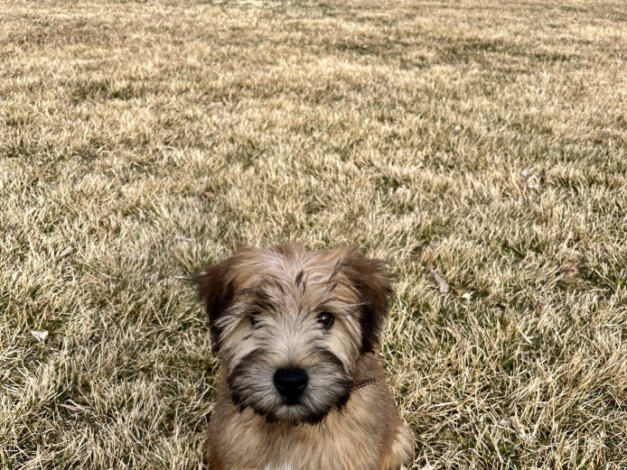 Wheaten Terrier 