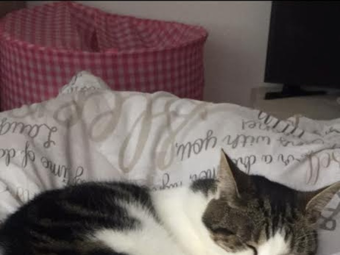 Gorgeous Tabby Cat For Sale