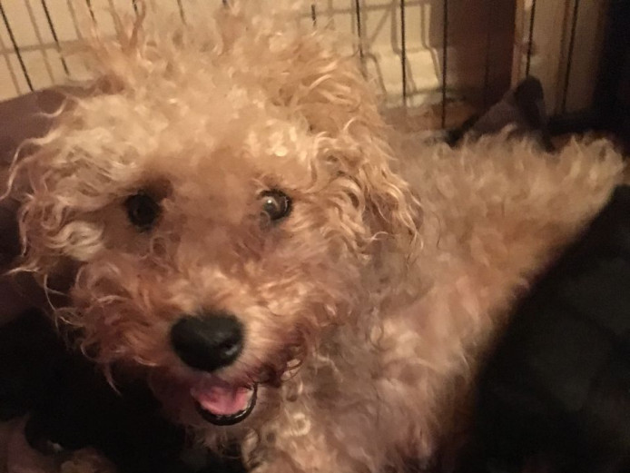 Bedlington Terriers Cross Puppies For Sale Bedlington Terrier for