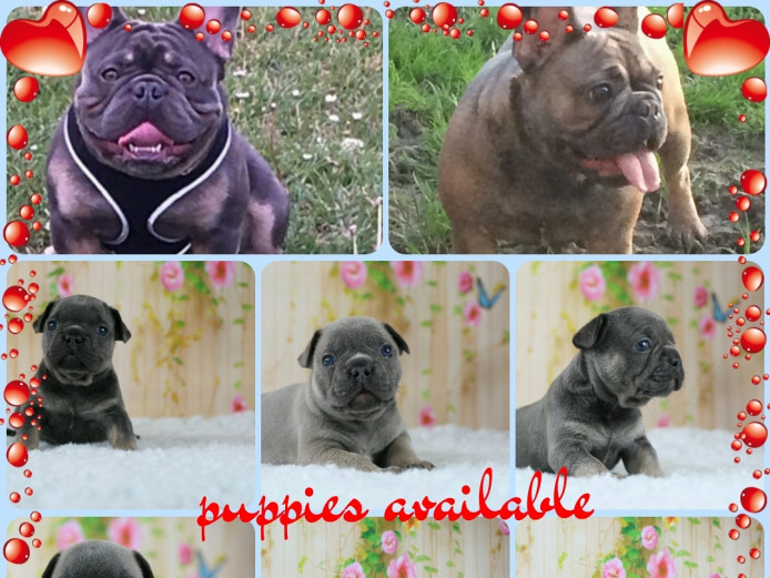 Stunning French bulldog pups 