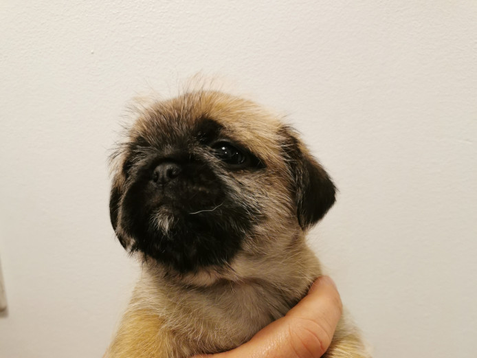 Chunky pugzu puppies for sale