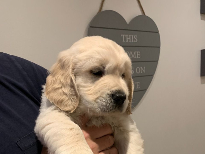 Very Calm, Quiet And Loving Golden Retriever Puppies Available.