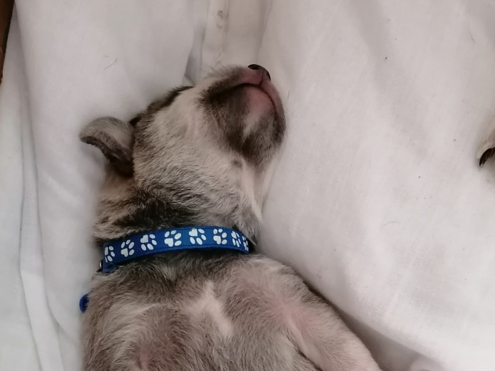 Labrador beagle cross puppies 