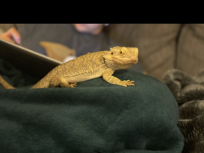 Trevor the bearded dragon plus full set up. 