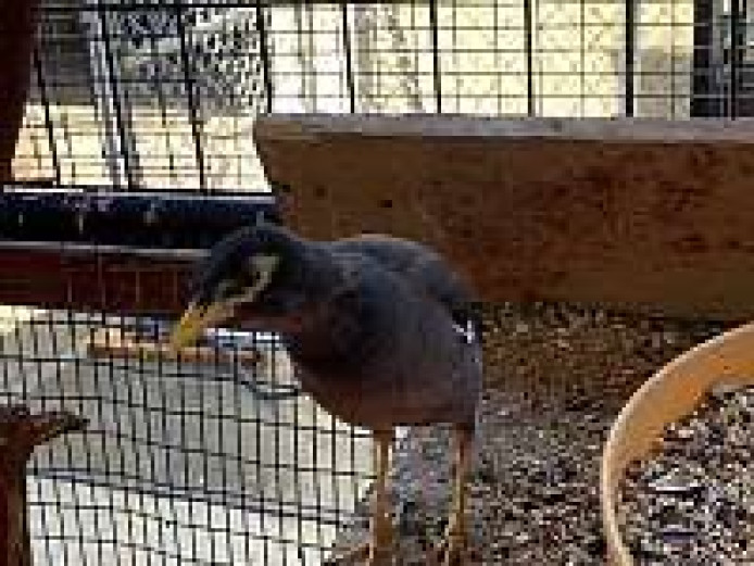 Male And Female Mynah Ready Good Home