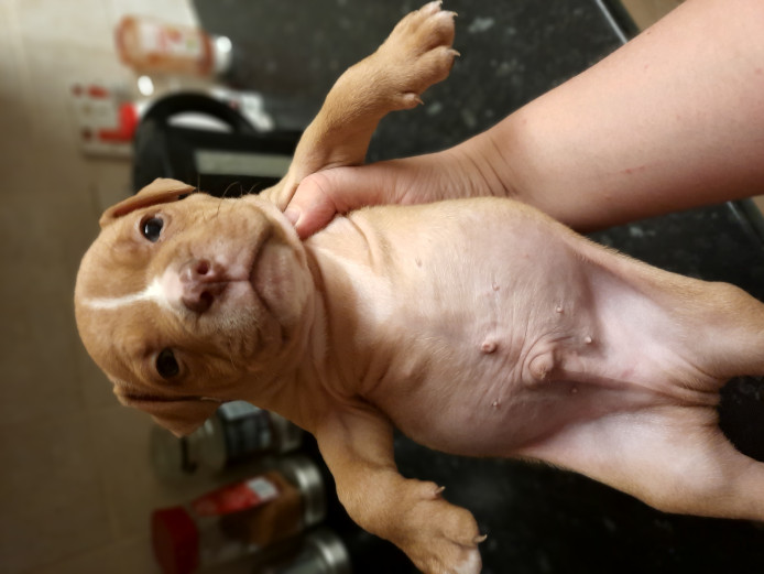 Stunning xl bullies with unique markings 