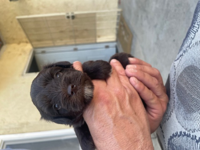 Beautiful Mini Schnauzers