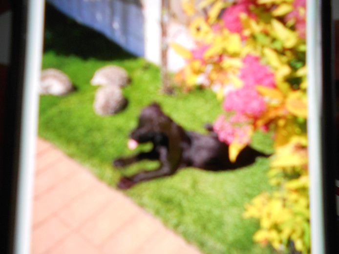 SUPERB WORKING COCKER SPANIEL BITCH PUPPY