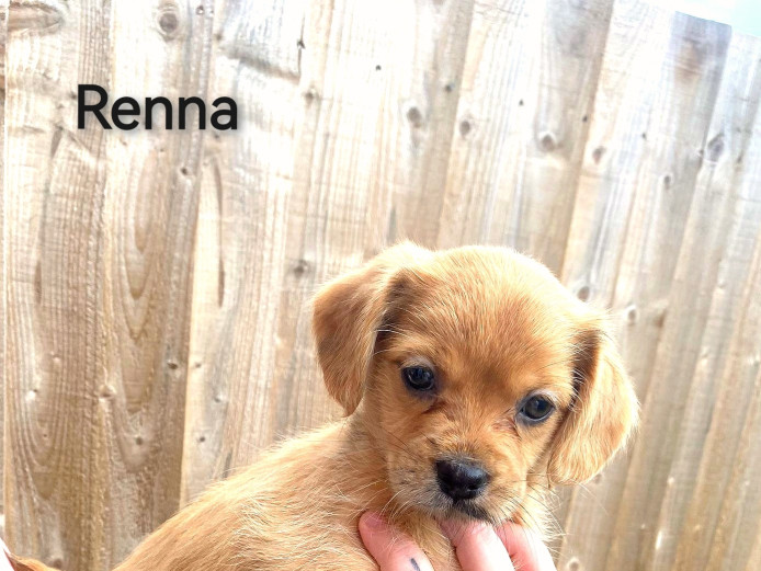 **REDUCED** fluffy merle shihpoo puppies 