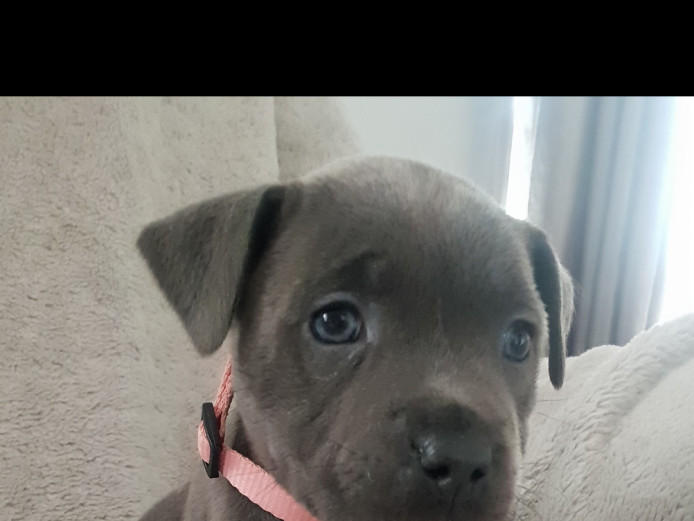 1 Staffy Gorgeous girl left