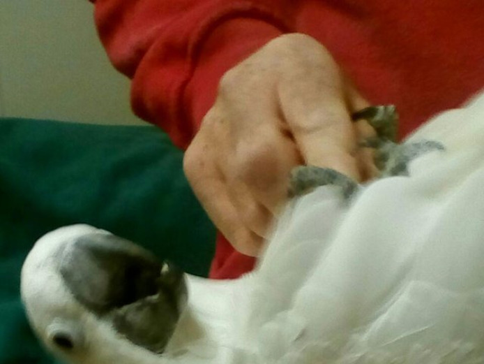 Male umbrella cockatoo