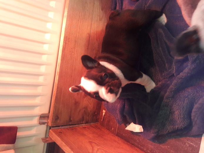 FRENCH BULLDOG PUPPIES FOR SALE