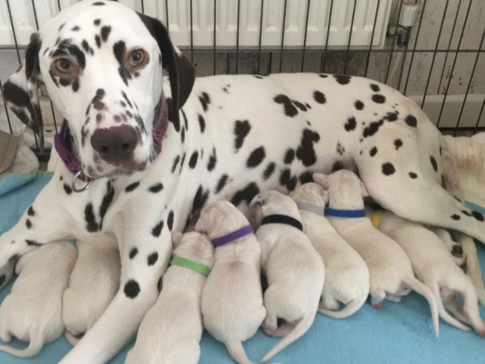 Kc reg dalmation puppies