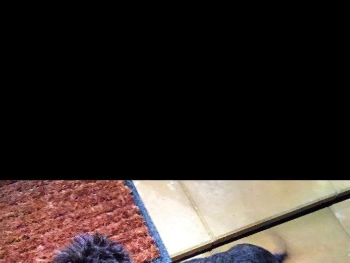 Standard wired haired daschund kc reg