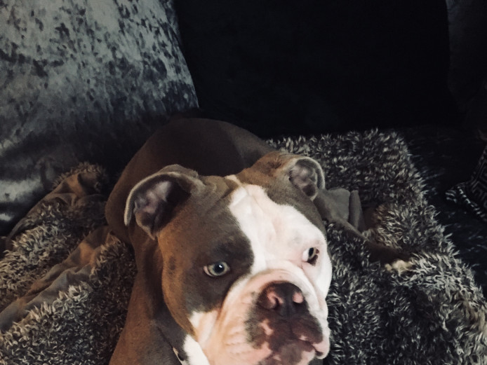 Old tyme bulldog (girl)