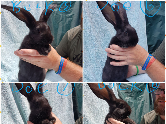 Pure breed continental giant rabbits for sale Continental Giant for