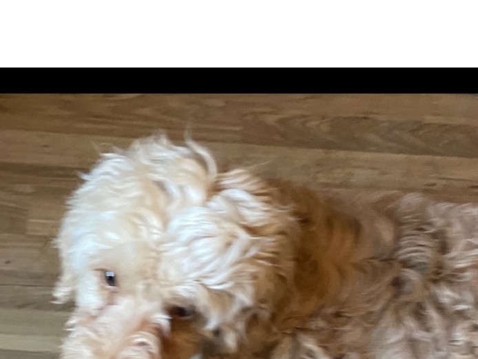 Cockapoo puppies for sale 