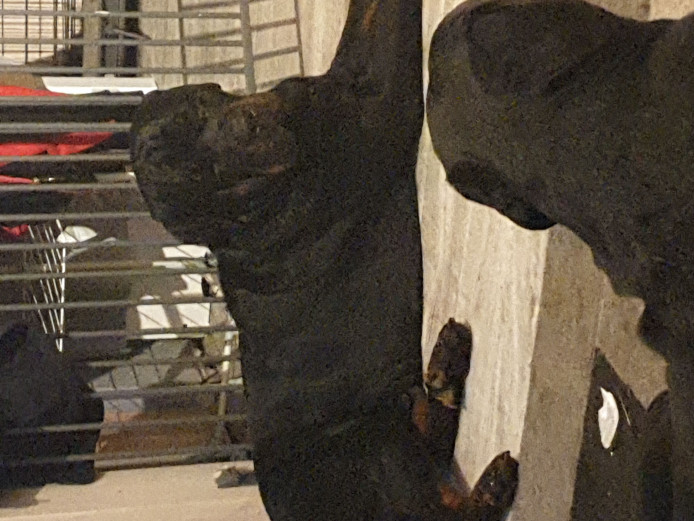 Rottweiler puppies for sale 