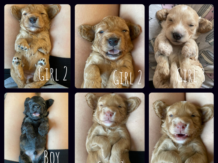 4 Stunning F2 Cockapoo Puppies