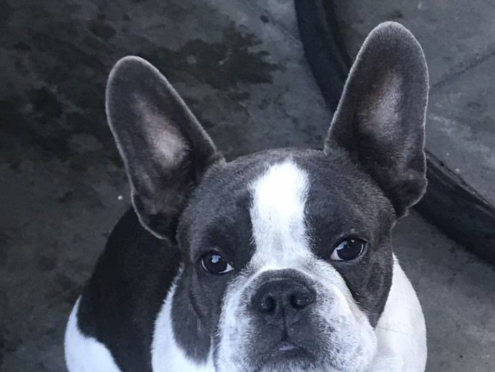 Pedigree French bulldog for sale