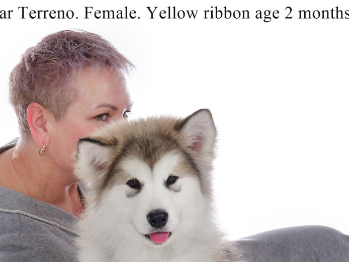 Puppy. Alaskan malamute. Emotion Star Terreno