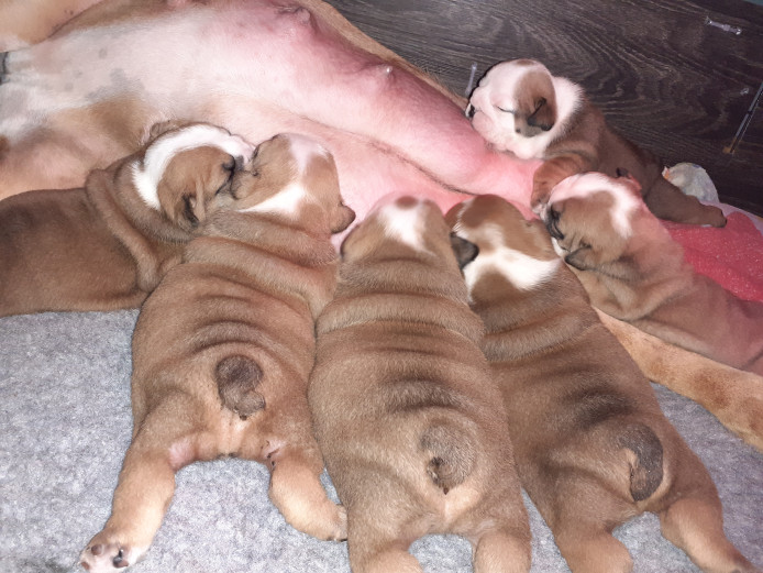 KC Registered English bulldog puppies 