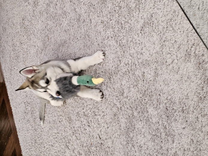 Husky puppy