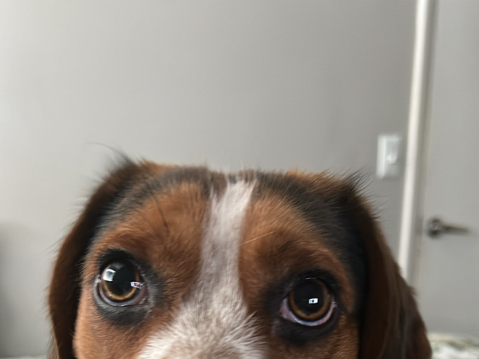 BEAUTIFUL BEAGLE BOY FOR SALE 