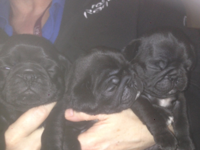 pug puppies