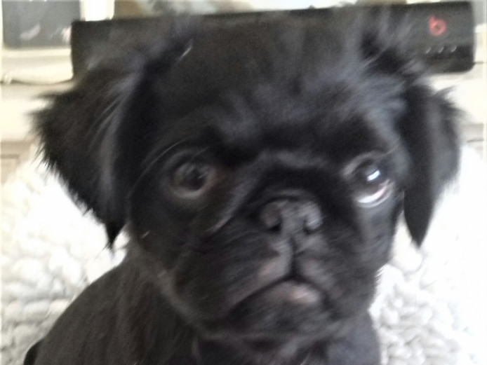 K.C.REG.STUNNING FIVE GENERATION BLACK PUG PUPPIES