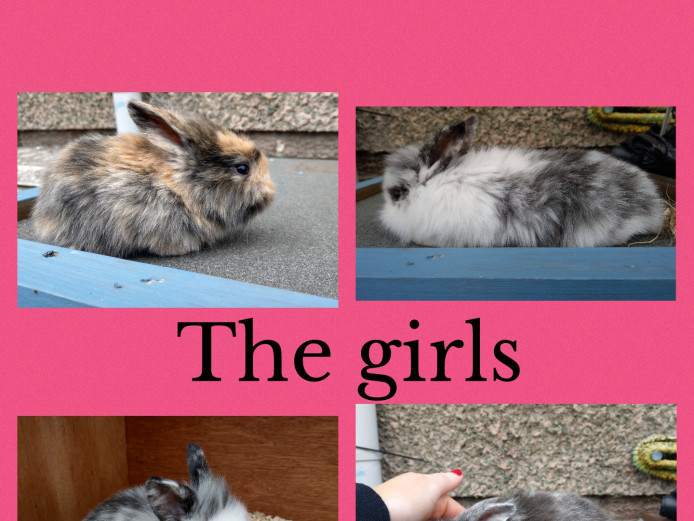 Gorgeous baby mini lion lop rabbits