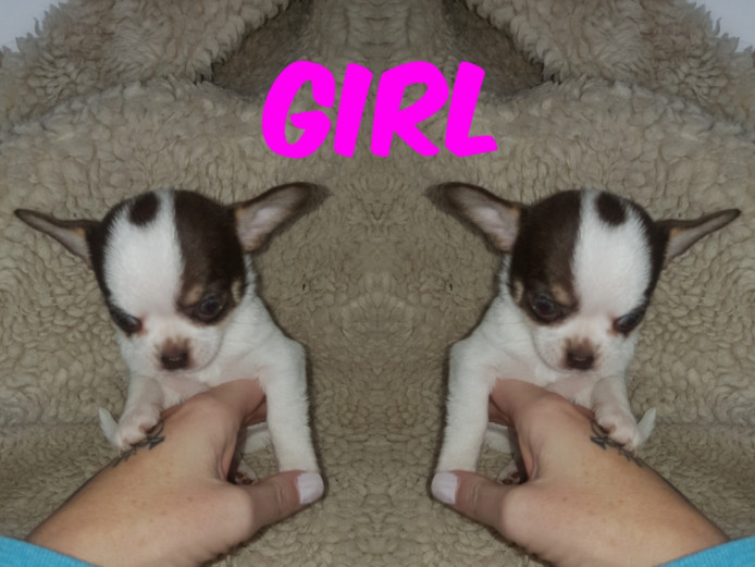 Kc registered chihuahuas 