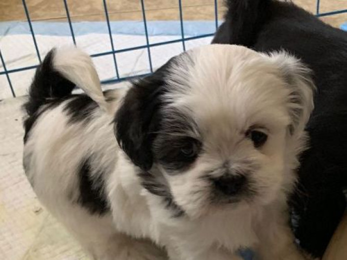 Beautiful Kc Reg Lhasa Apso Puppies