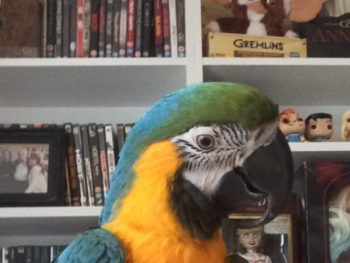 Blue and gold macaw 4 years old