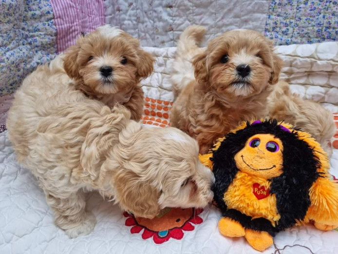 Teddy bear Maltipoos 