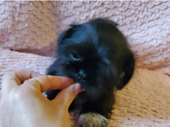 Pug x shih tzu (pug-zu) very loving natured