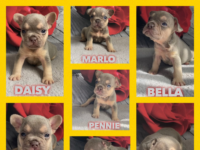 Lilac & Tan French Bulldogs