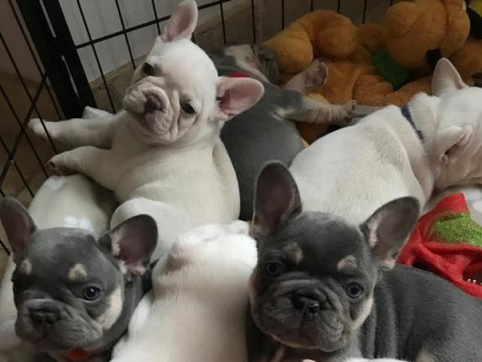 Kc Registered French Bulldog Puppies