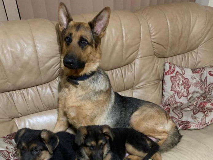 German Shepherd Puppies