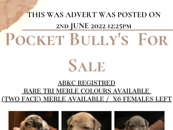 X5 FEMALE pocket Bullys left abkc registered 
