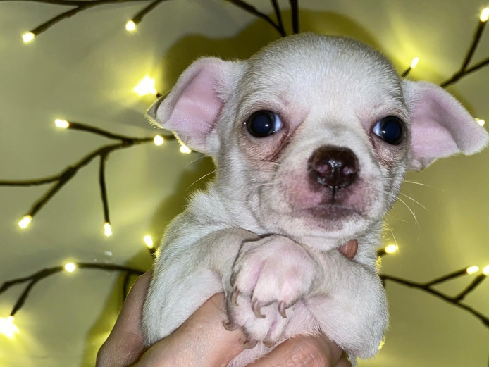 Stunning rare white chihuahua boys 