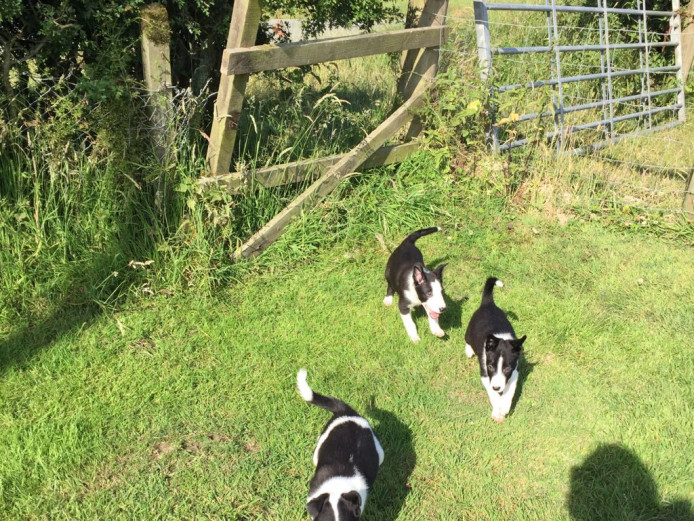 Beautiful border collie puppies for sale 