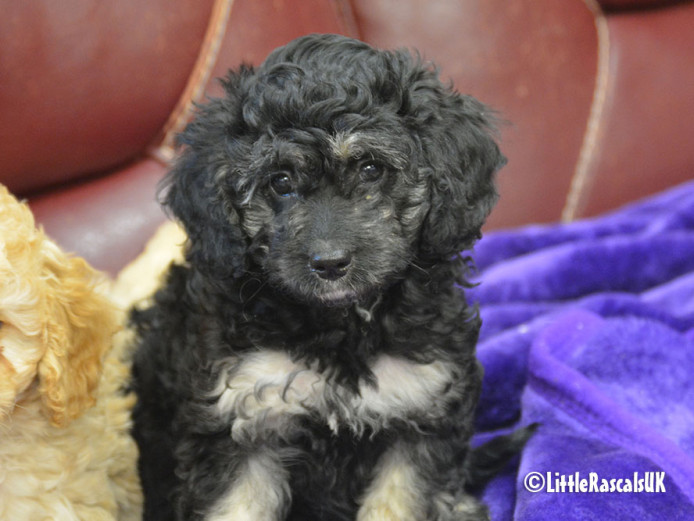 Cavapoo puppies for sale