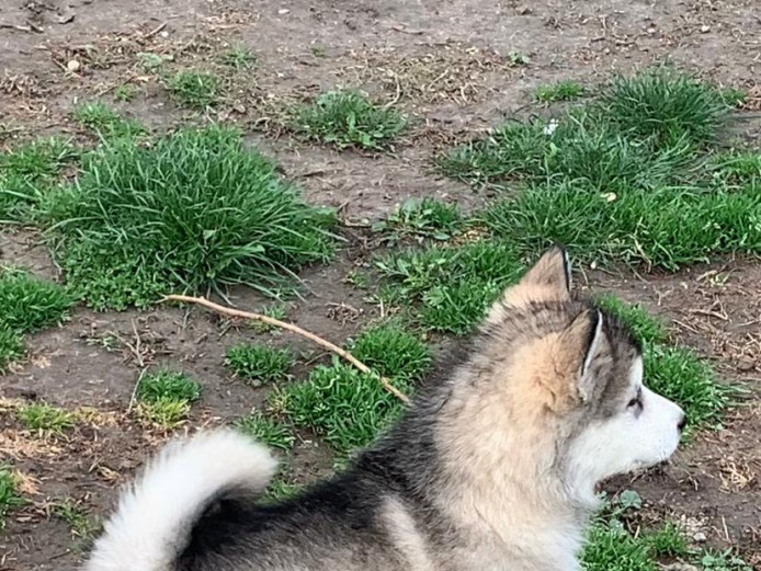 A beautiful female Alaskan Malamute puppy