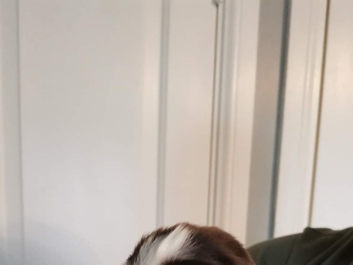 One female English springer spaniel 