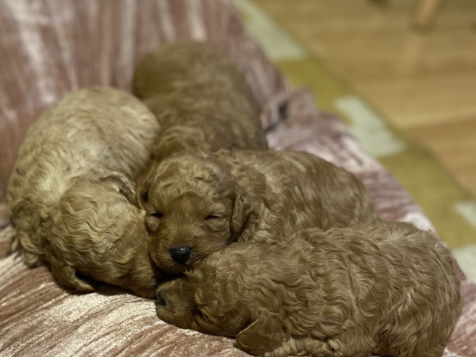 Miniature poodle cross toy poodle
