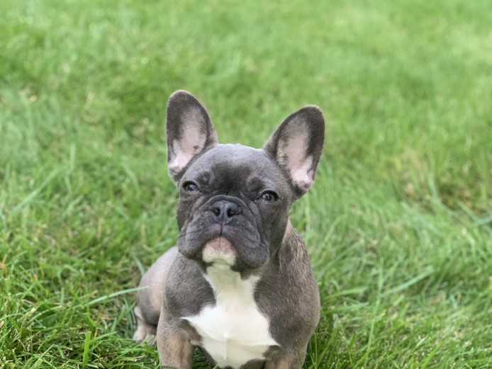 French Bulldog