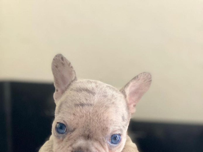 french bulldog merle