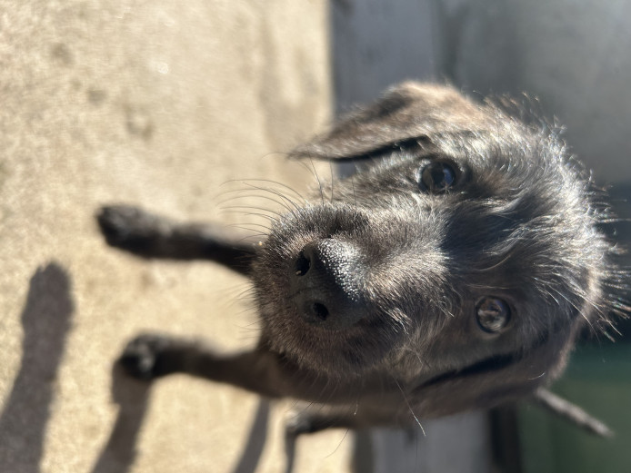 First cross beddy whippet pups 
