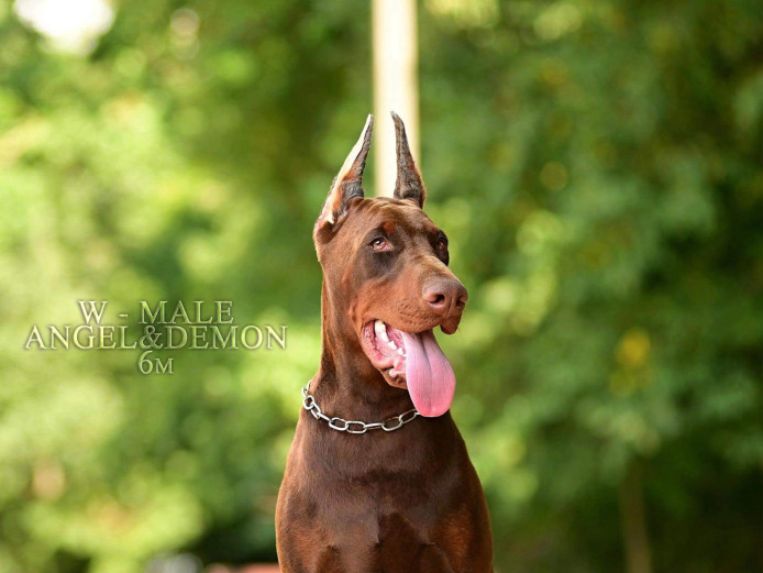Young full euro big male